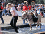 2012 donkey derby participant pulls their donkey through a shallow water pool 2012 donkey derby participant pulls their donkey through a shallow water pool