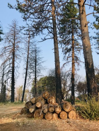 Paradise Tree Removal Paradise Tree Removal